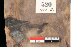 Foto (Detailansicht) von Myrica lignitum Unger (NHMW-GEO-2024-0188-0520)